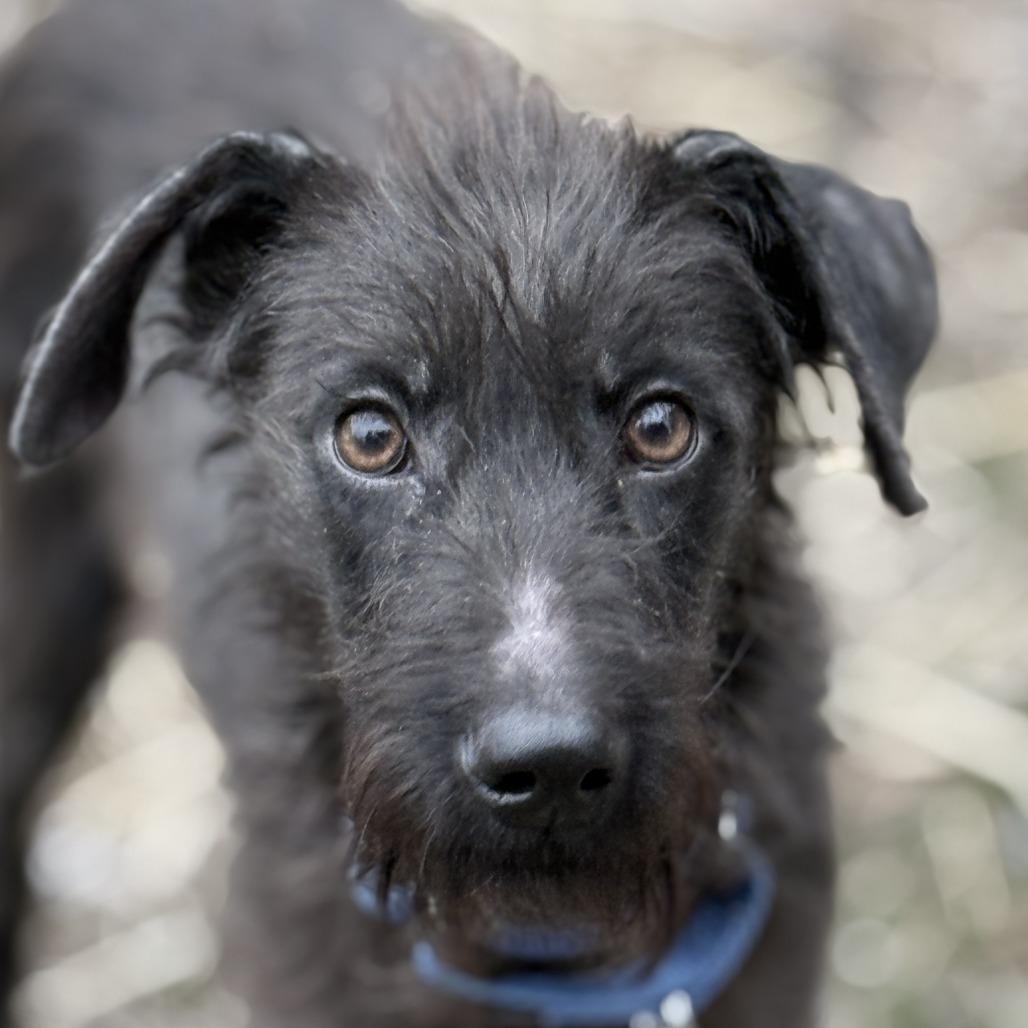 Enlarge Lolita, a Adoptable Terrier in Glenelg, MD image 1/6