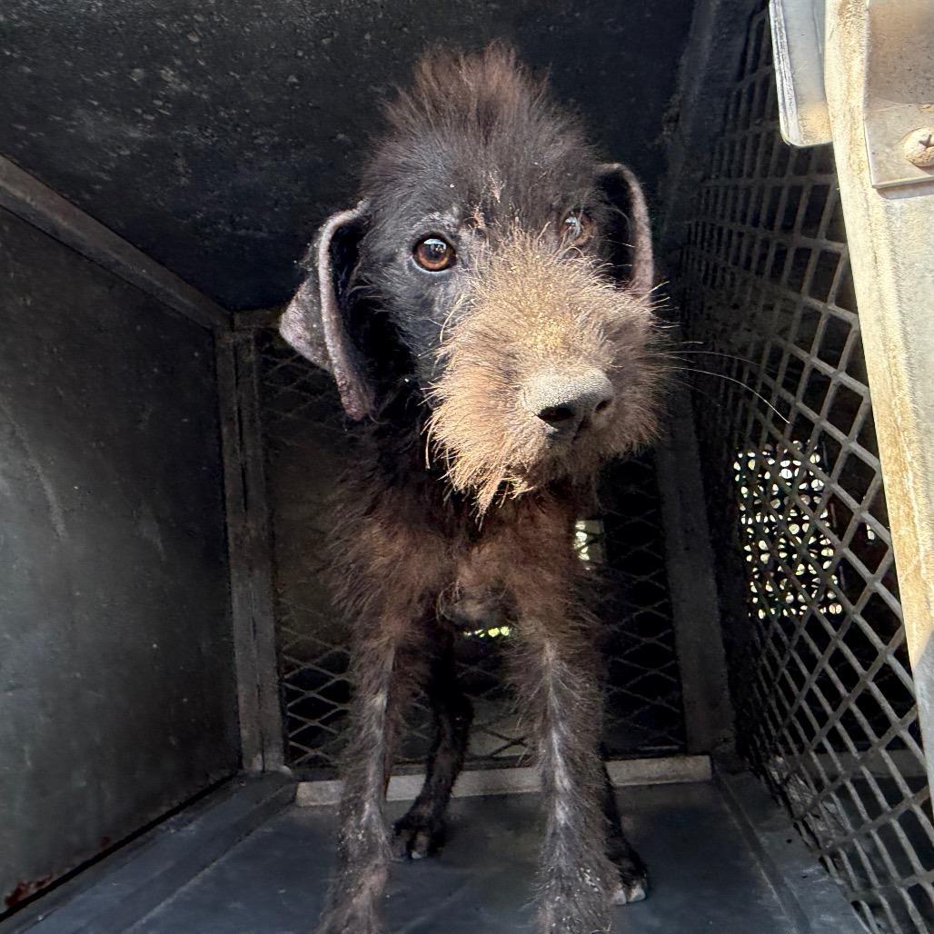 Enlarge Lolita, a Adoptable Terrier in Glenelg, MD image 2/6