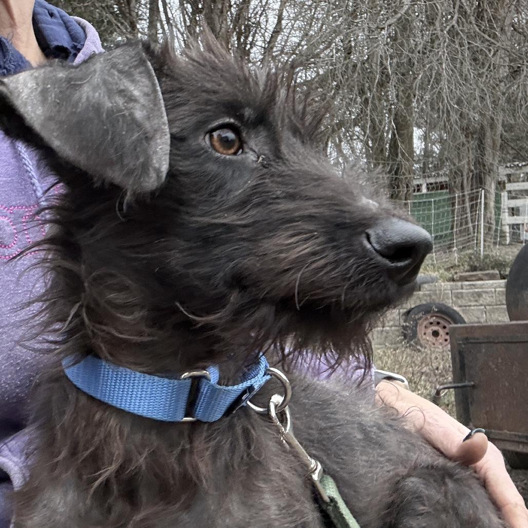 Enlarge Lolita, a Adoptable Terrier in Glenelg, MD image 4/6