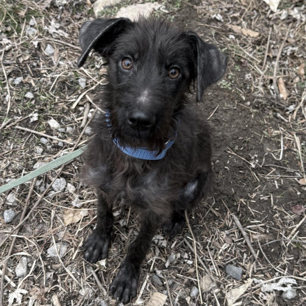 Enlarge Lolita, a Adoptable Terrier in Glenelg, MD image 5/6
