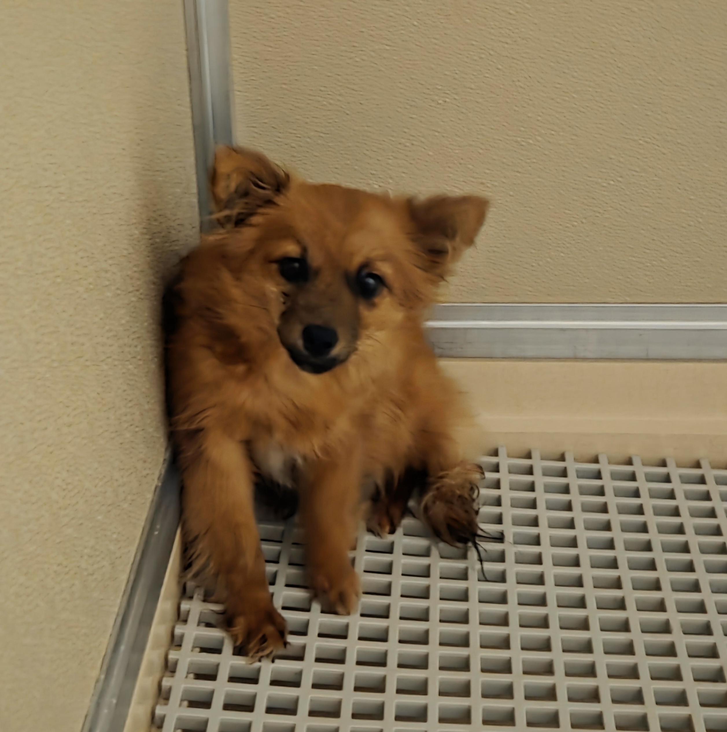 Enlarge Missy, an adopted mixed breed in Honeoye Falls, NY image 1/1