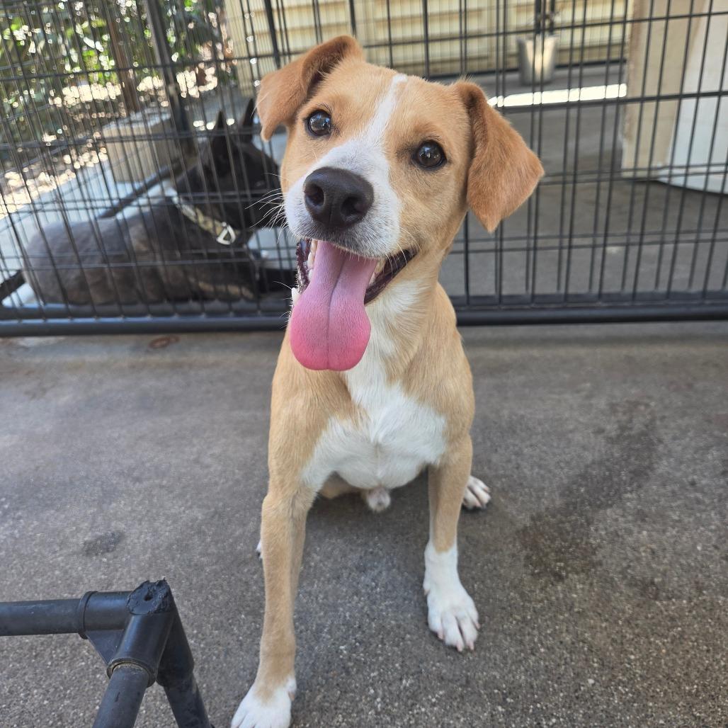 Sawyer, Adoptable, Young Male Terrier & Mixed Breed.