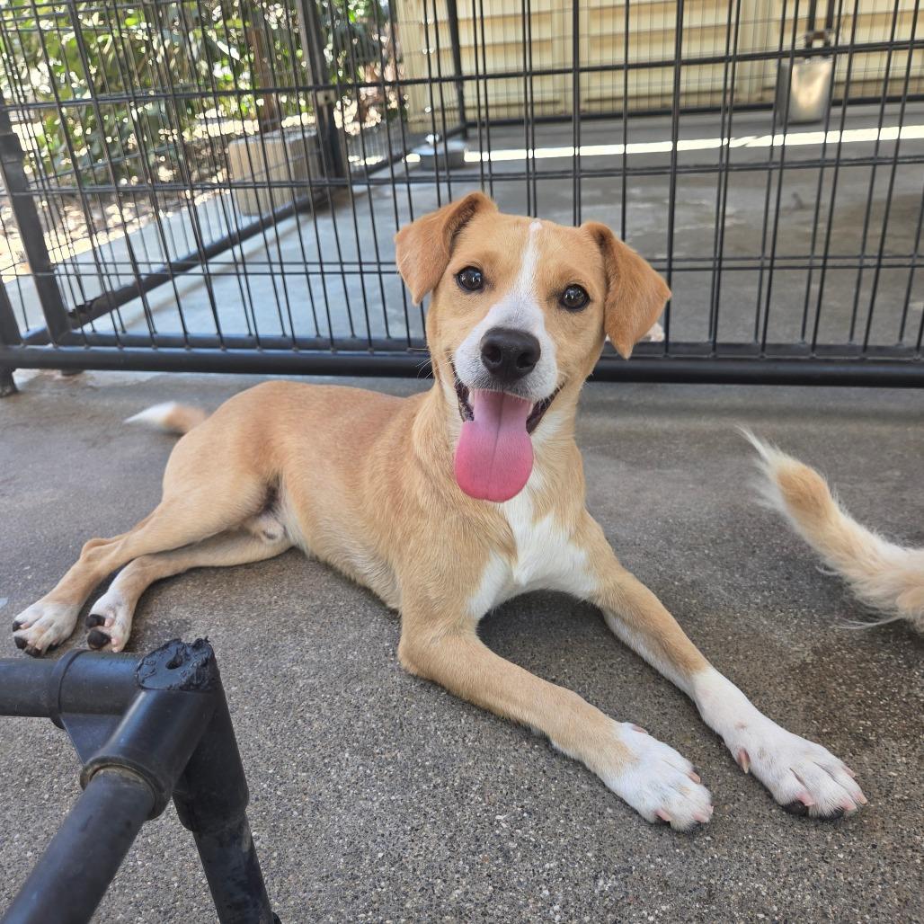 Enlarge Sawyer, a Adoptable mixed breed in Pacifica, CA image 2/3