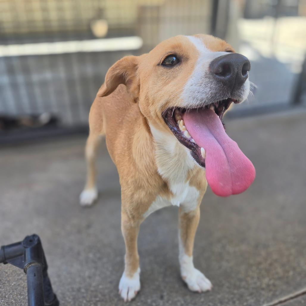 Enlarge Sawyer, a Adoptable mixed breed in Pacifica, CA image 3/3