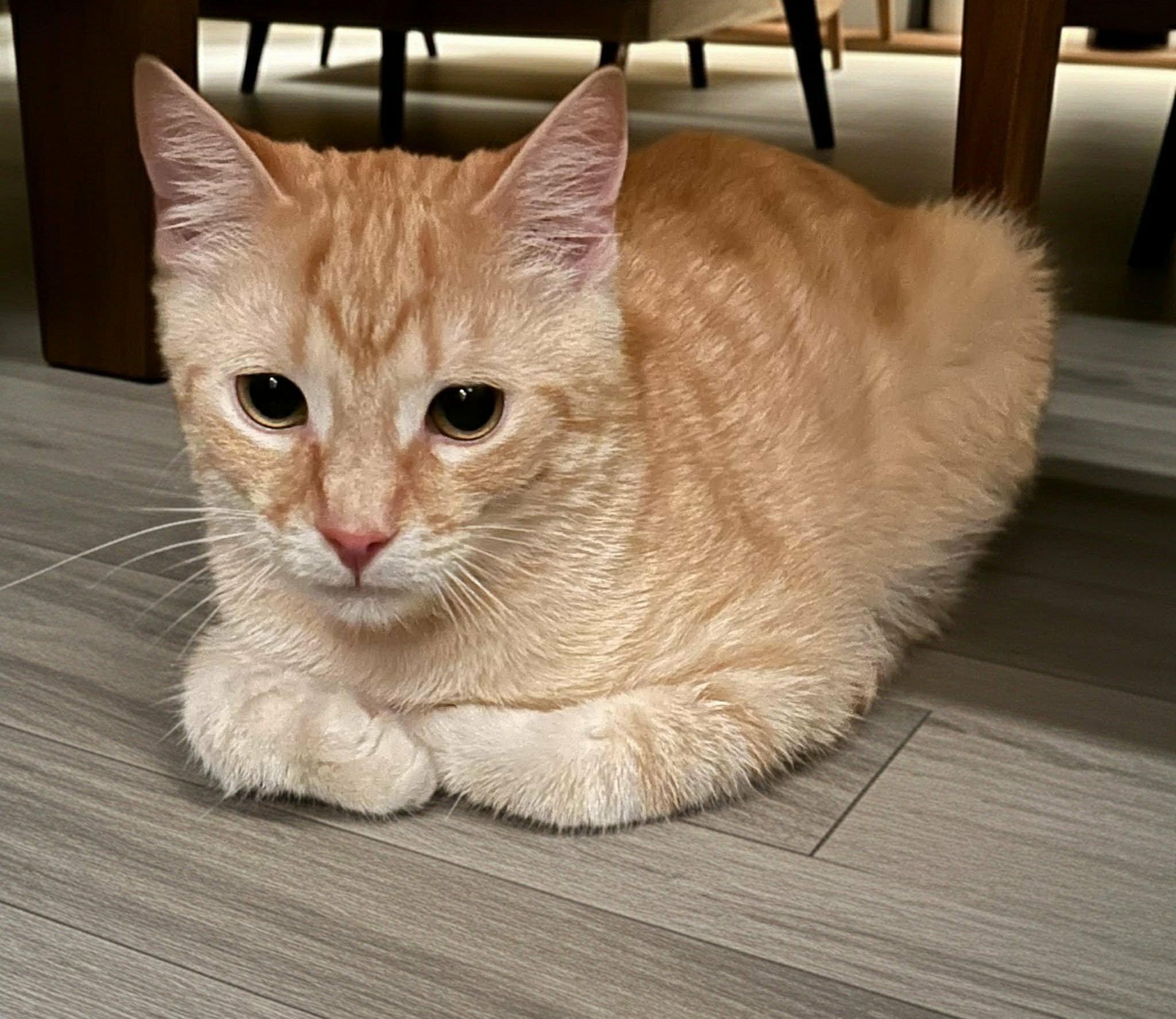 Reggie, a Adoptable Domestic Short Hair in Beckley, WV image 4/5