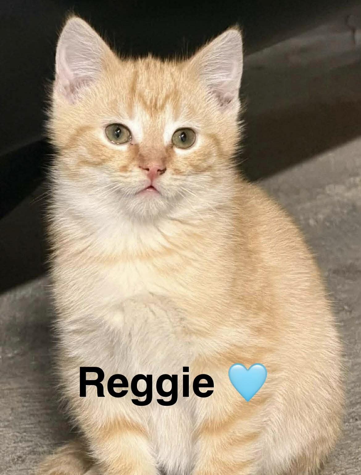 Reggie, a Adoptable Domestic Short Hair in Beckley, WV image 5/5