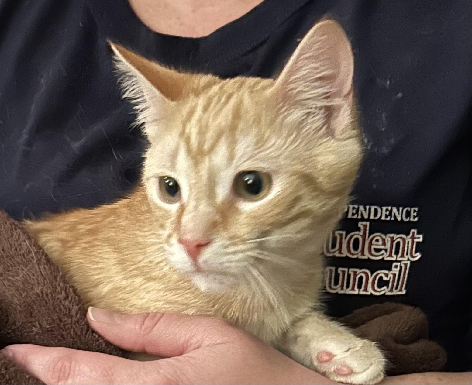 Reggie, a Adoptable Domestic Short Hair in Beckley, WV image 3/5