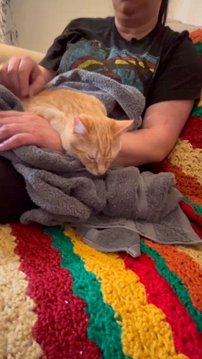 Enlarge Reggie, a Adoptable Domestic Short Hair in Beckley, WV video 2/5