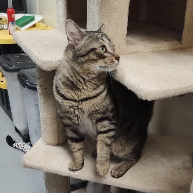 Enlarge Zero, a ADOPTABLE mixed breed in Bolingbrook, IL image 6/6