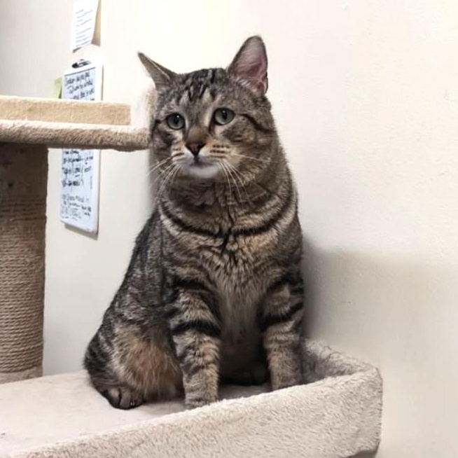 Enlarge Zero, a ADOPTABLE mixed breed in Bolingbrook, IL image 3/6