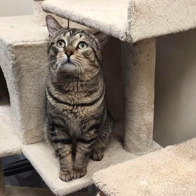 Enlarge Zero, a ADOPTABLE mixed breed in Bolingbrook, IL image 2/6