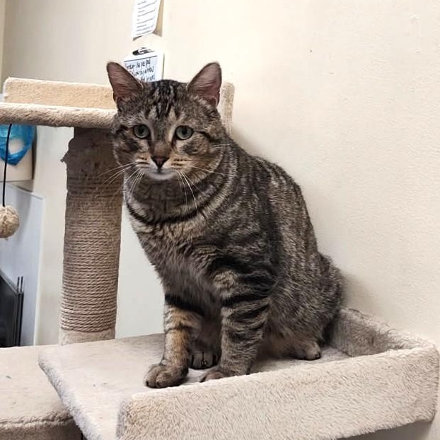 Enlarge Zero, a ADOPTABLE mixed breed in Bolingbrook, IL image 5/6