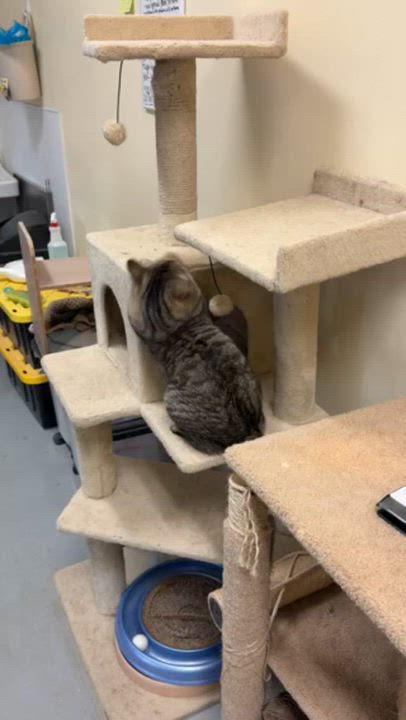 Enlarge Zero, a ADOPTABLE mixed breed in Bolingbrook, IL video 4/6