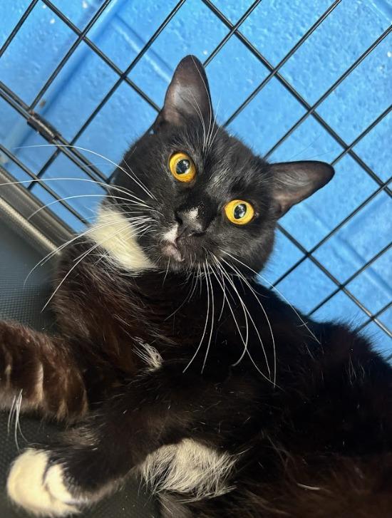 Sage, Adoptable, Young Male Domestic Short Hair.