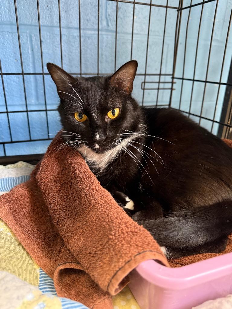 Enlarge Sage, a Adoptable mixed breed in Ellijay, GA image 4/6
