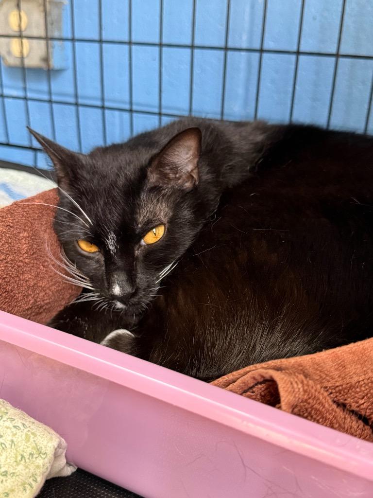 Enlarge Sage, a Adoptable mixed breed in Ellijay, GA image 5/6
