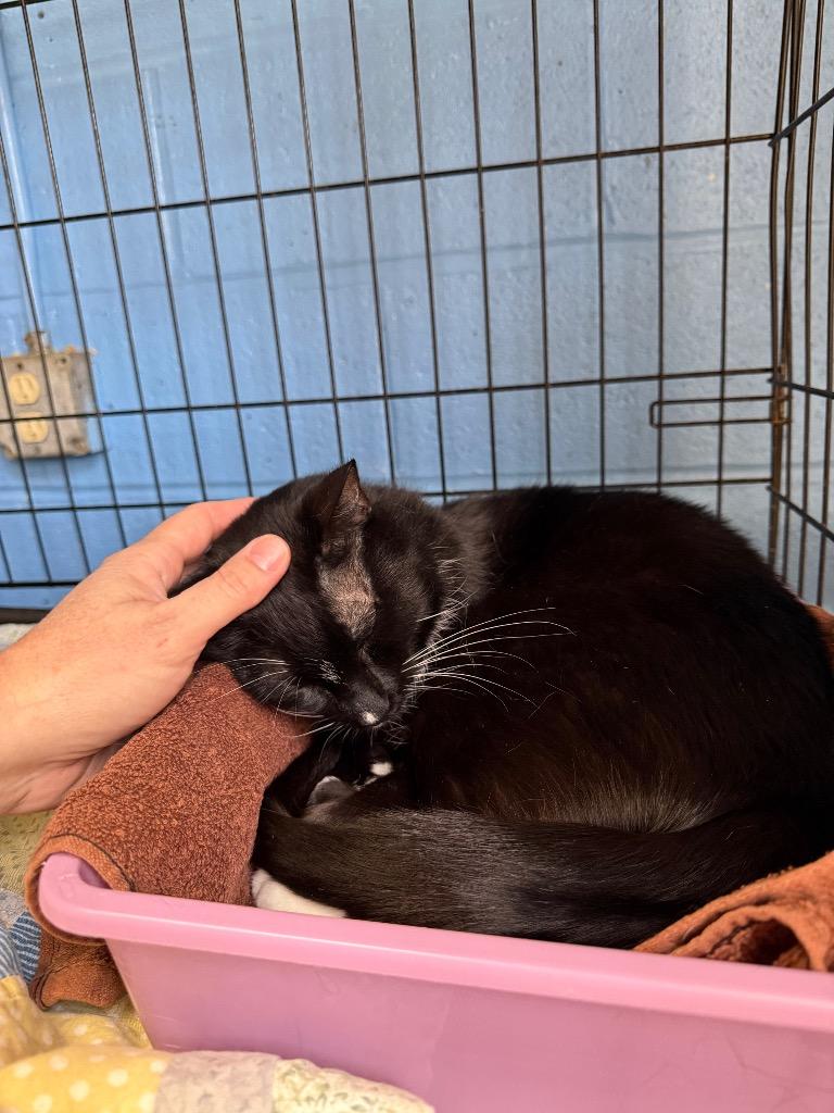 Enlarge Sage, a Adoptable mixed breed in Ellijay, GA image 6/6