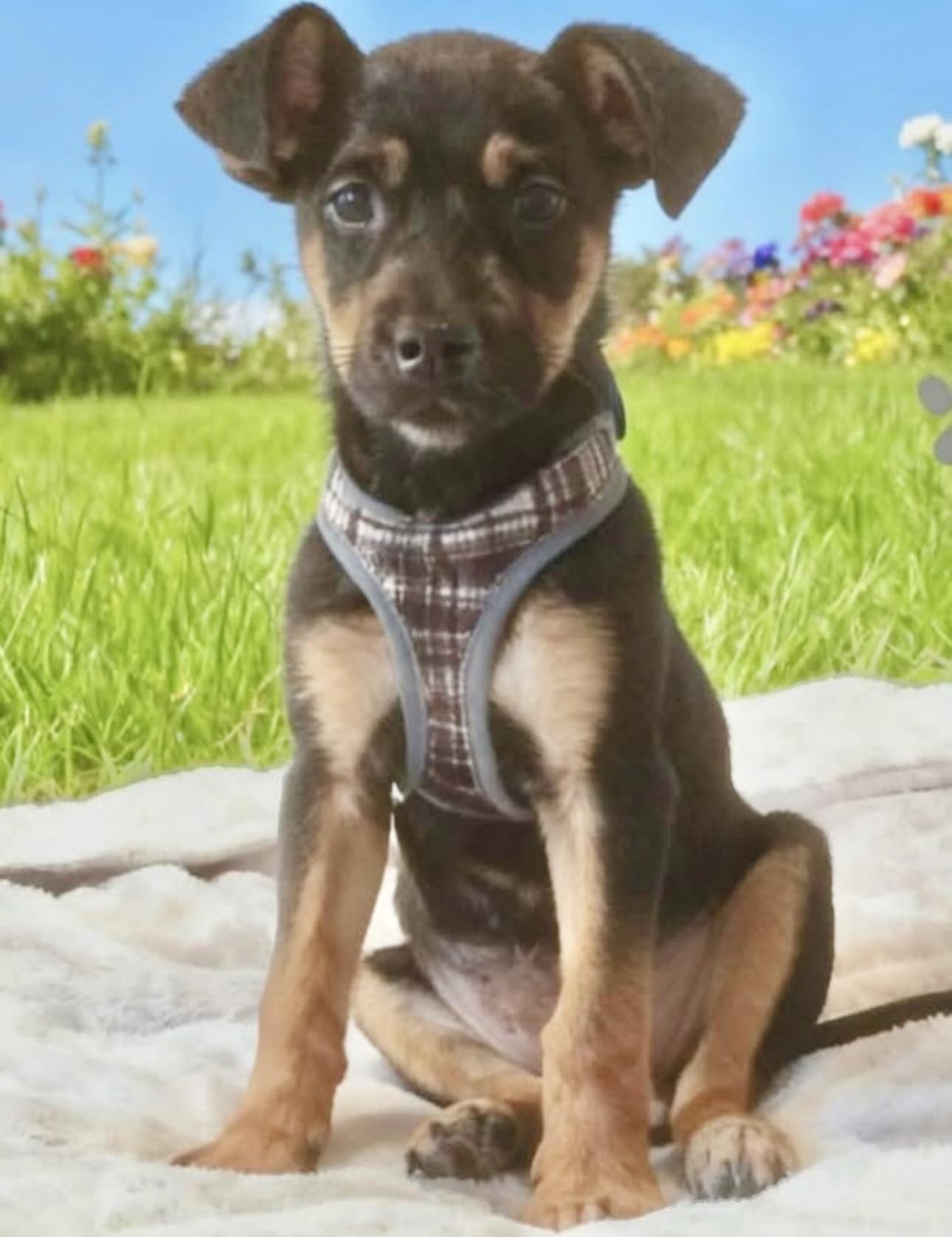 Enlarge Roxanne, a ADOPTABLE mixed breed in Oceanside, CA image 1/1