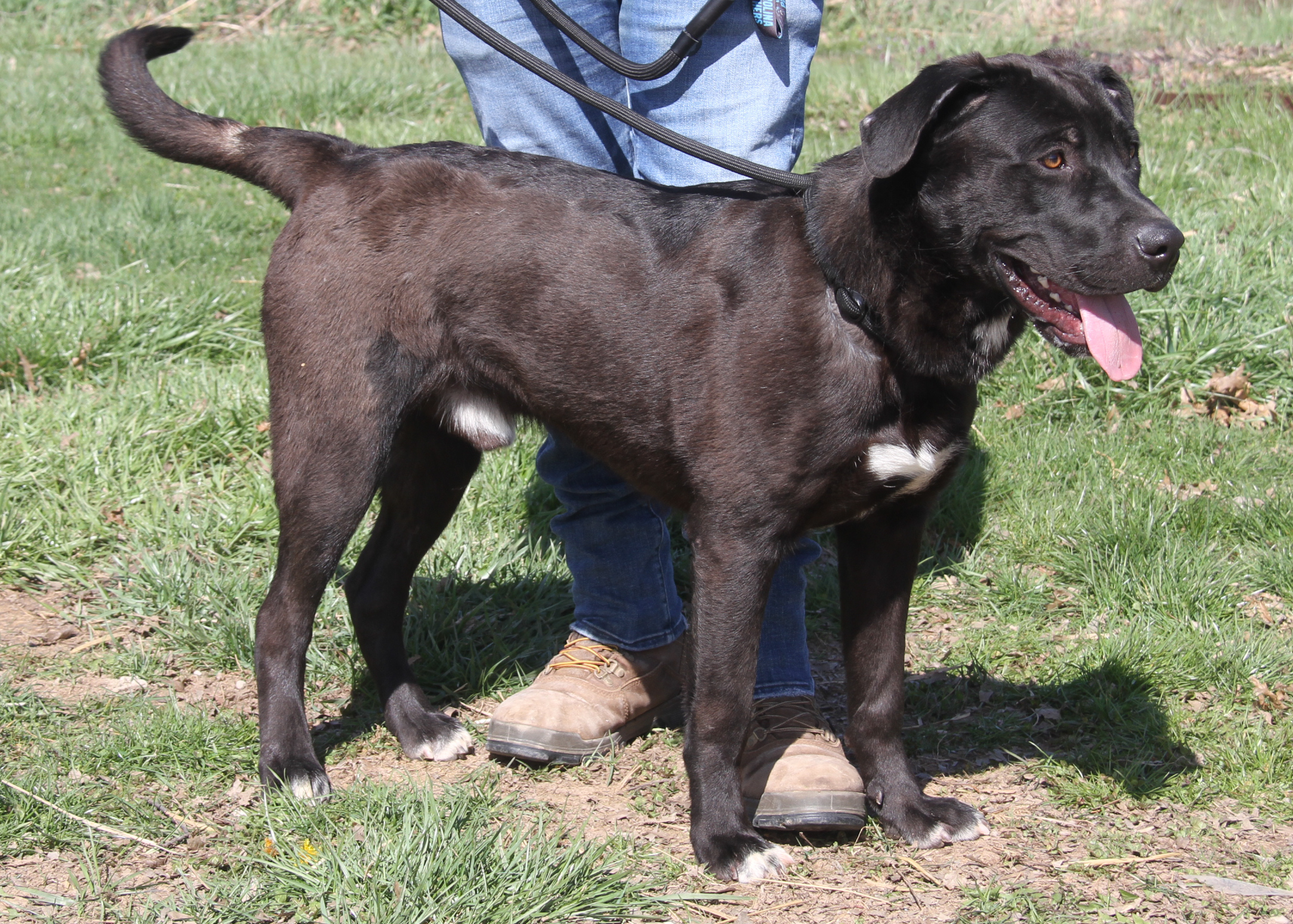 Knox (fka Hagrid) (Neutered) (Photos 3/25/2024), a Adoptable mixed breed in Marietta, OH image 3/6