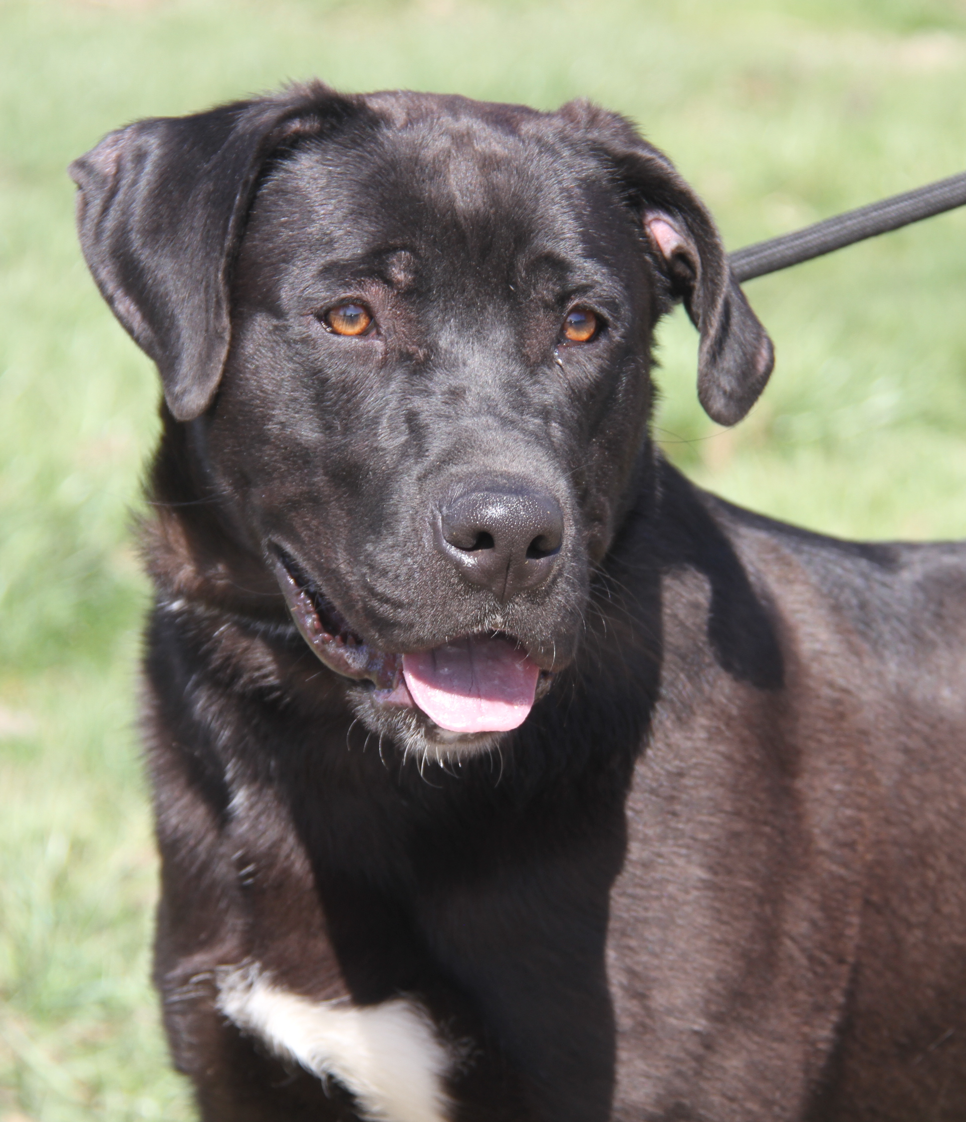 Knox (fka Hagrid) (Neutered) (Photos 3/25/2024), a Adoptable mixed breed in Marietta, OH image 4/6