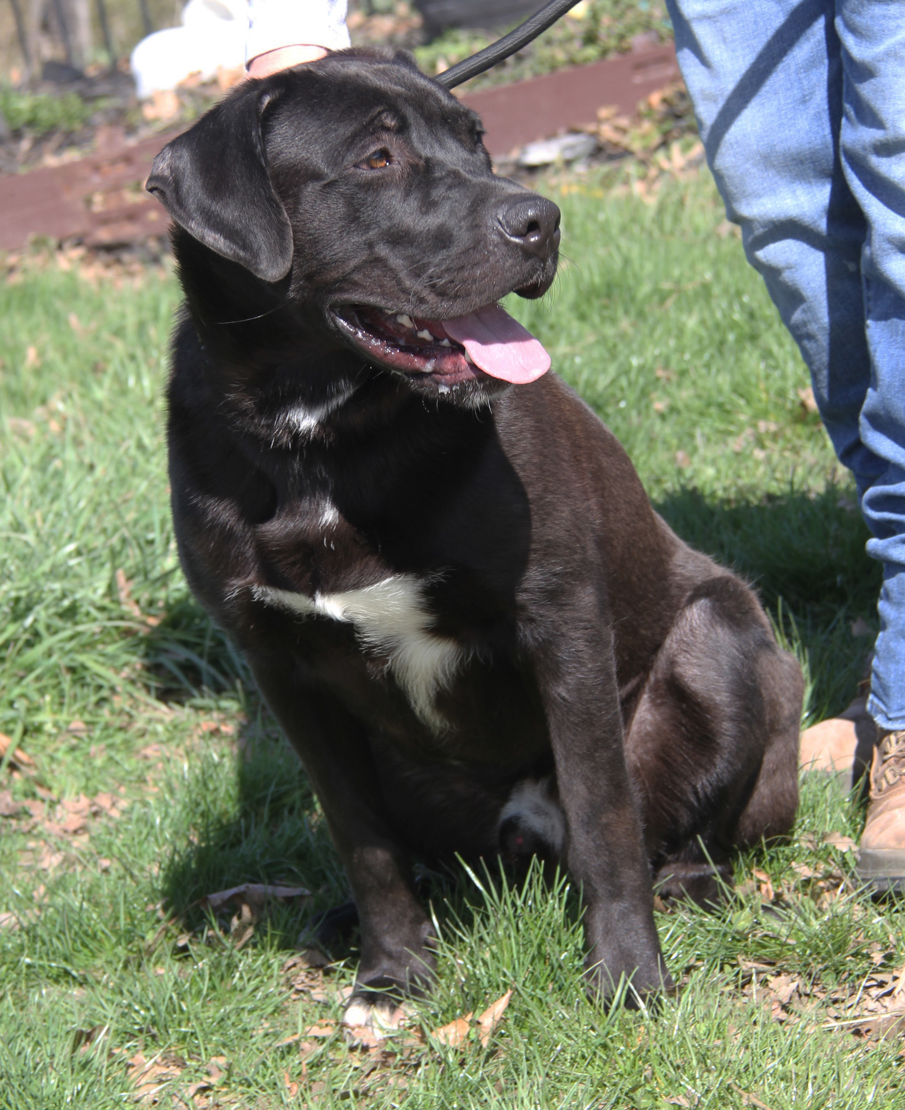 Knox (fka Hagrid) (Neutered) (Photos 3/25/2024), a Adoptable mixed breed in Marietta, OH image 2/6