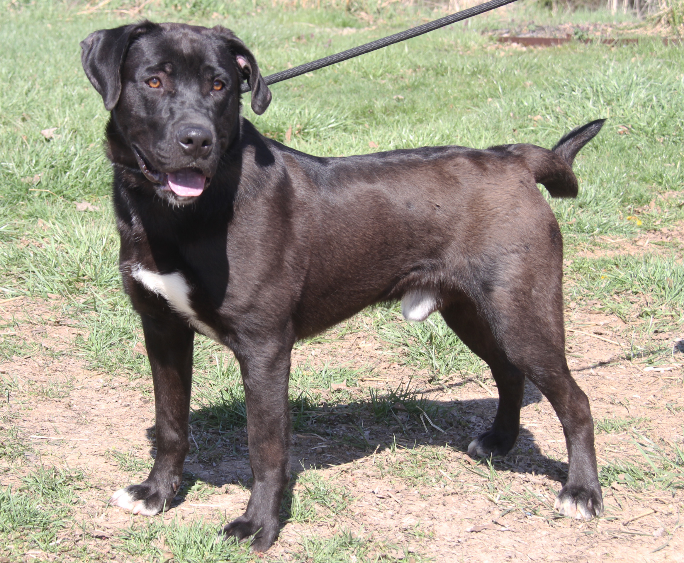 Knox (fka Hagrid) (Neutered) (Photos 3/25/2024), a Adoptable mixed breed in Marietta, OH image 1/6