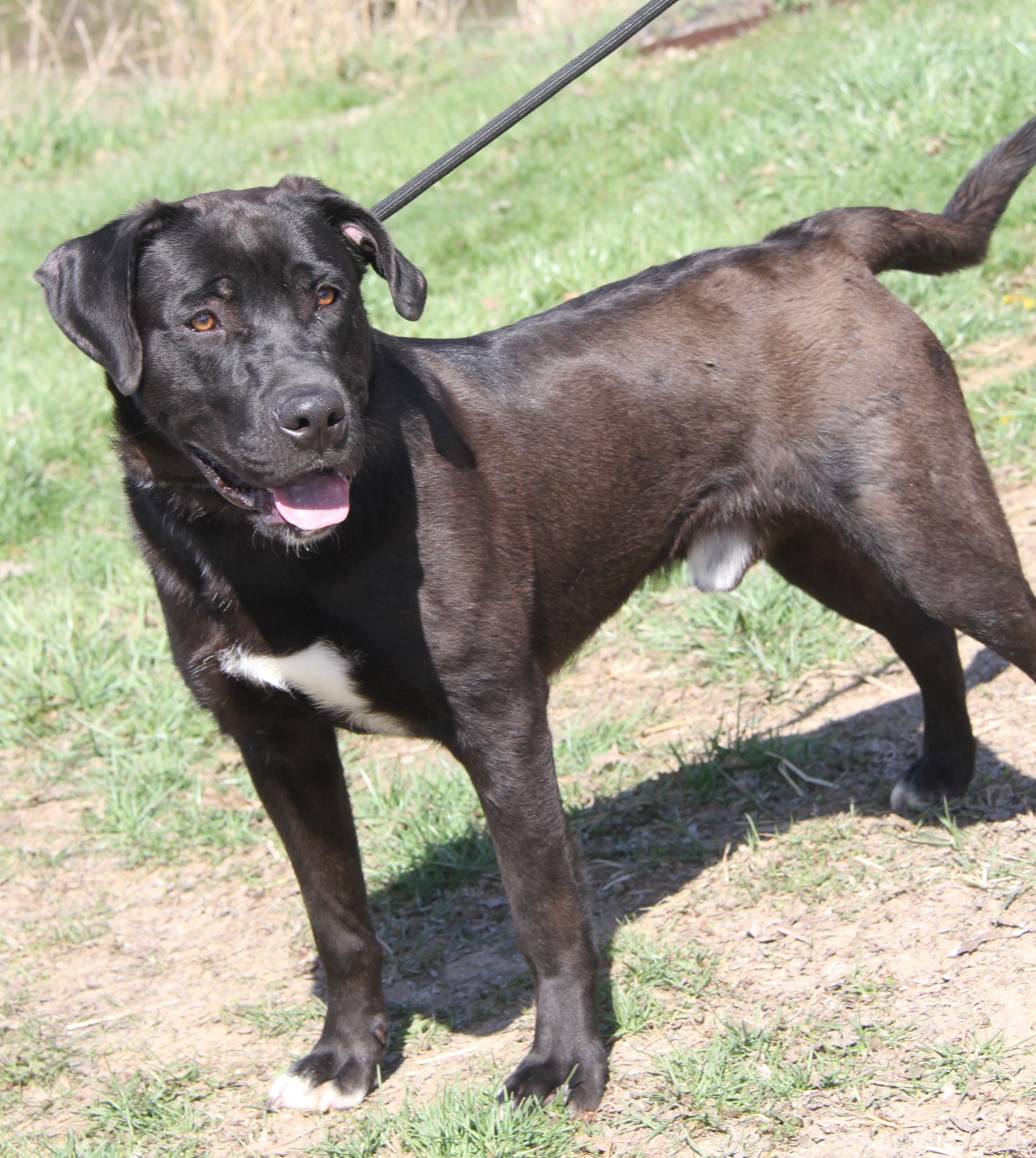 Knox (fka Hagrid) (Neutered) (Photos 3/25/2024), a Adoptable mixed breed in Marietta, OH image 6/6