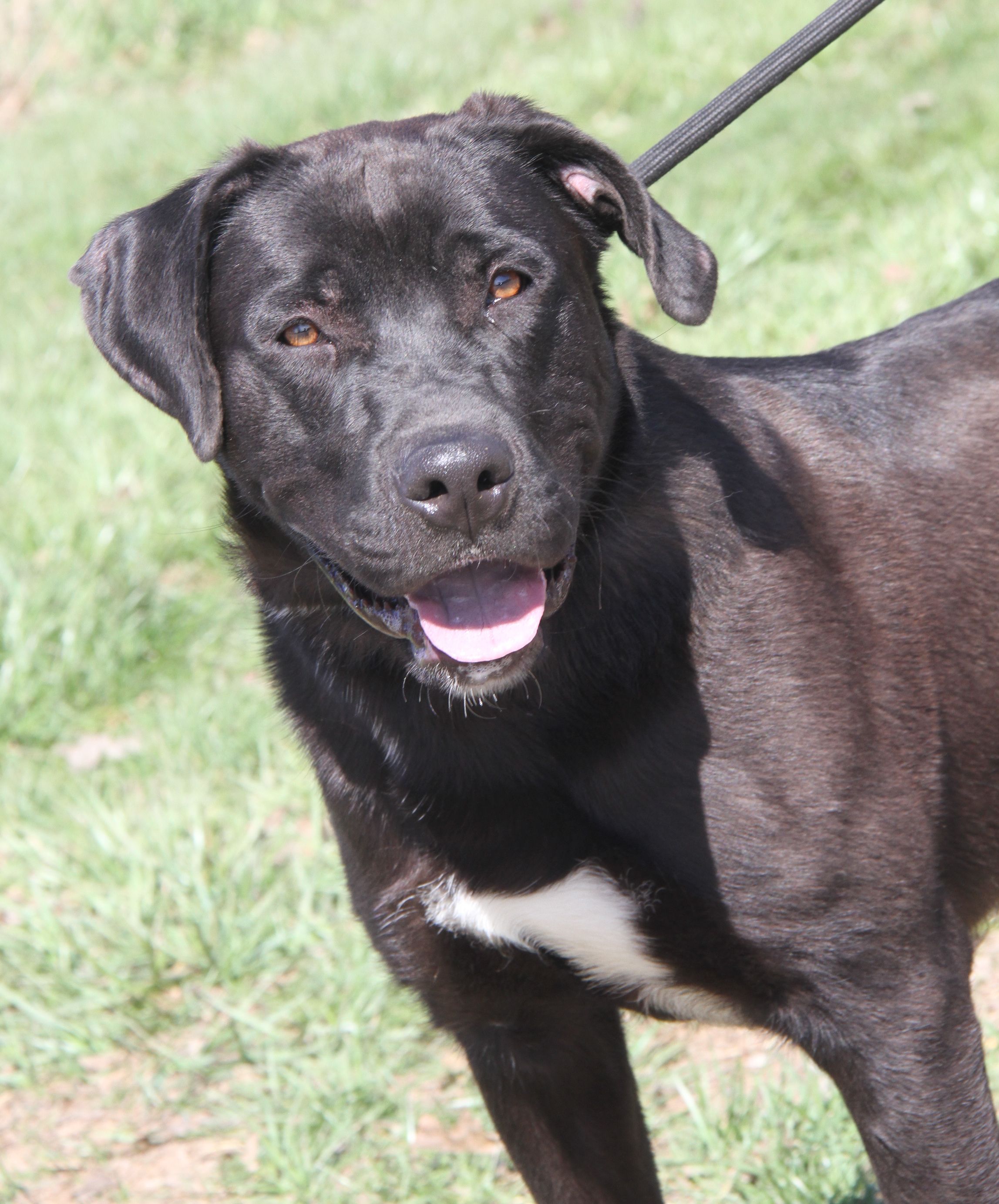 Knox (fka Hagrid) (Neutered) (Photos 3/25/2024), a Adoptable mixed breed in Marietta, OH image 5/6