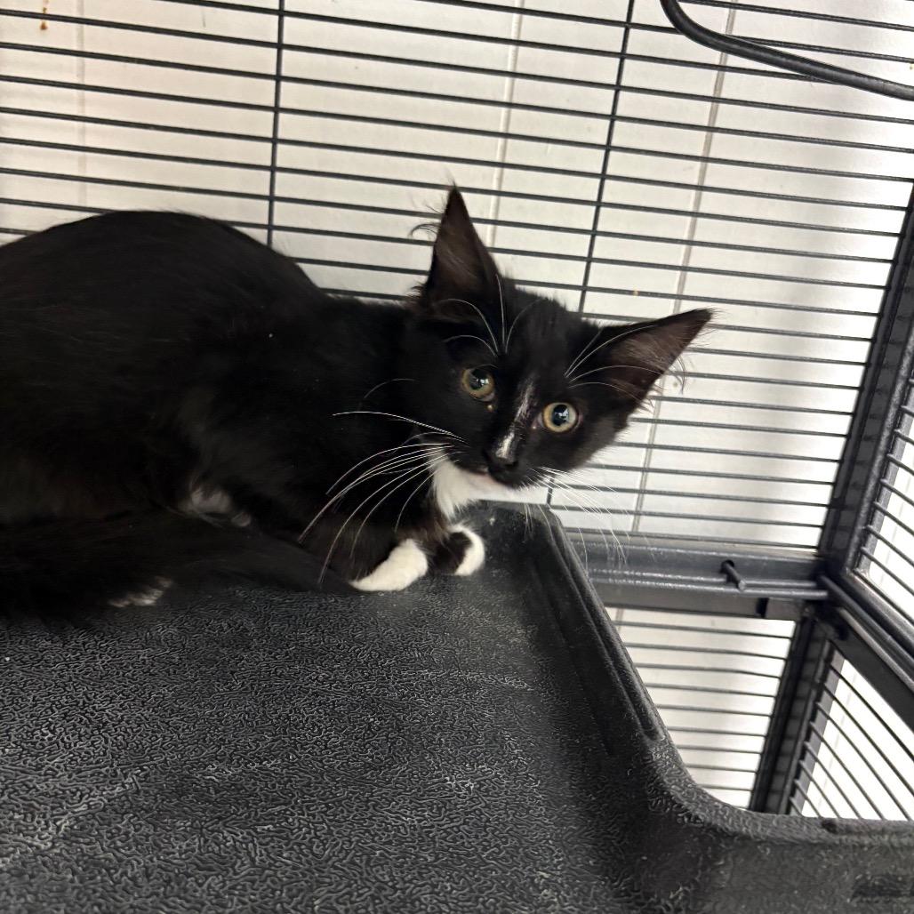 Clover, Adoptable, Kitten Female Domestic Medium Hair.