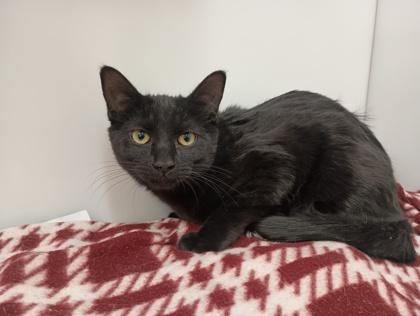 Ember, Adoptable, Young Female Domestic Short Hair.