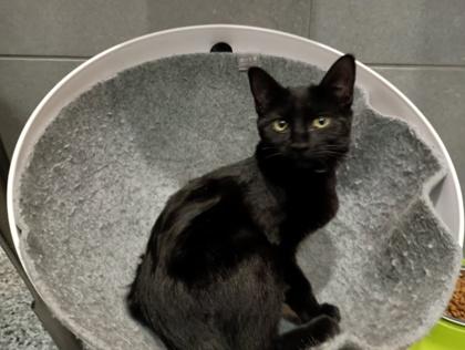 Enlarge Ember, a Adoptable Domestic Short Hair in Boulder, CO image 2/2