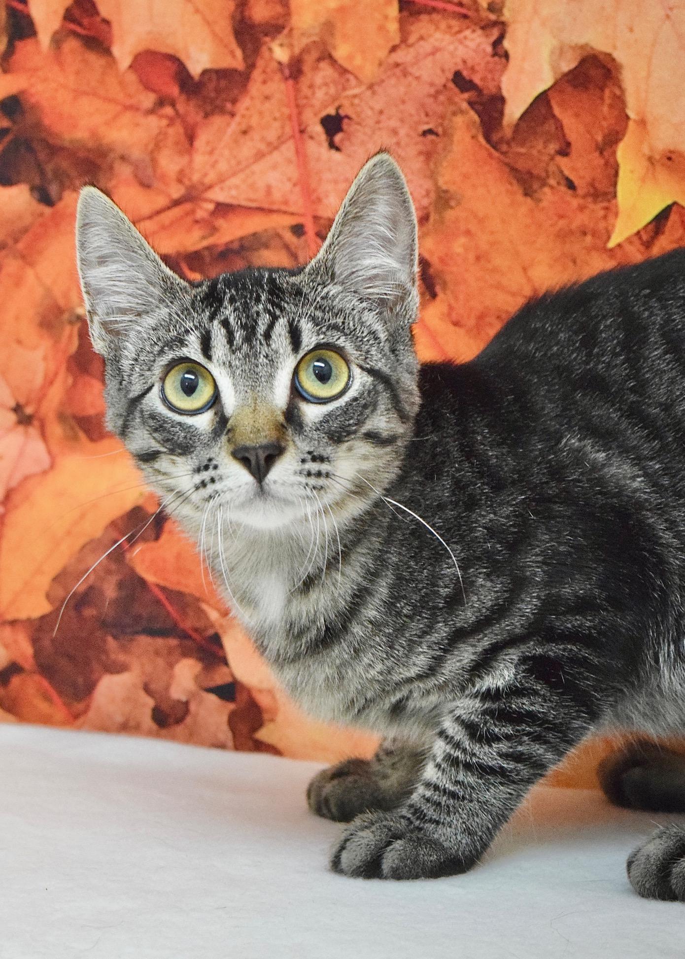 Cricket, Adoptable, Kitten Female Domestic Short Hair.