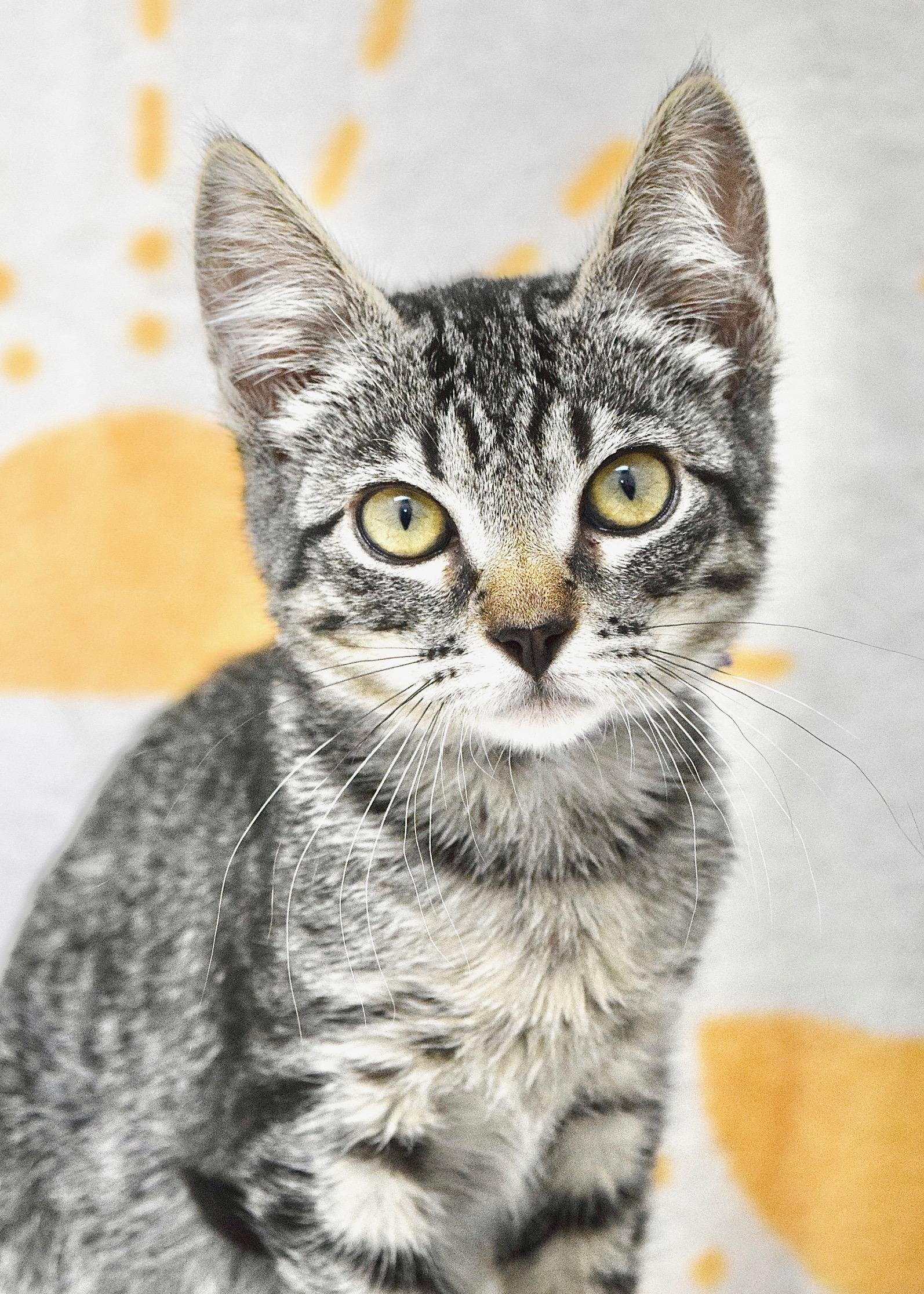 Cricket, ADOPTABLE, Kitten Female Domestic Short Hair.
