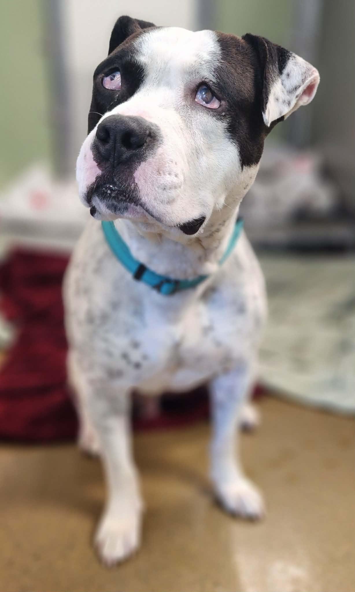 RAY, a ADOPTABLE Pit Bull Terrier in Manassas, VA image 4/5