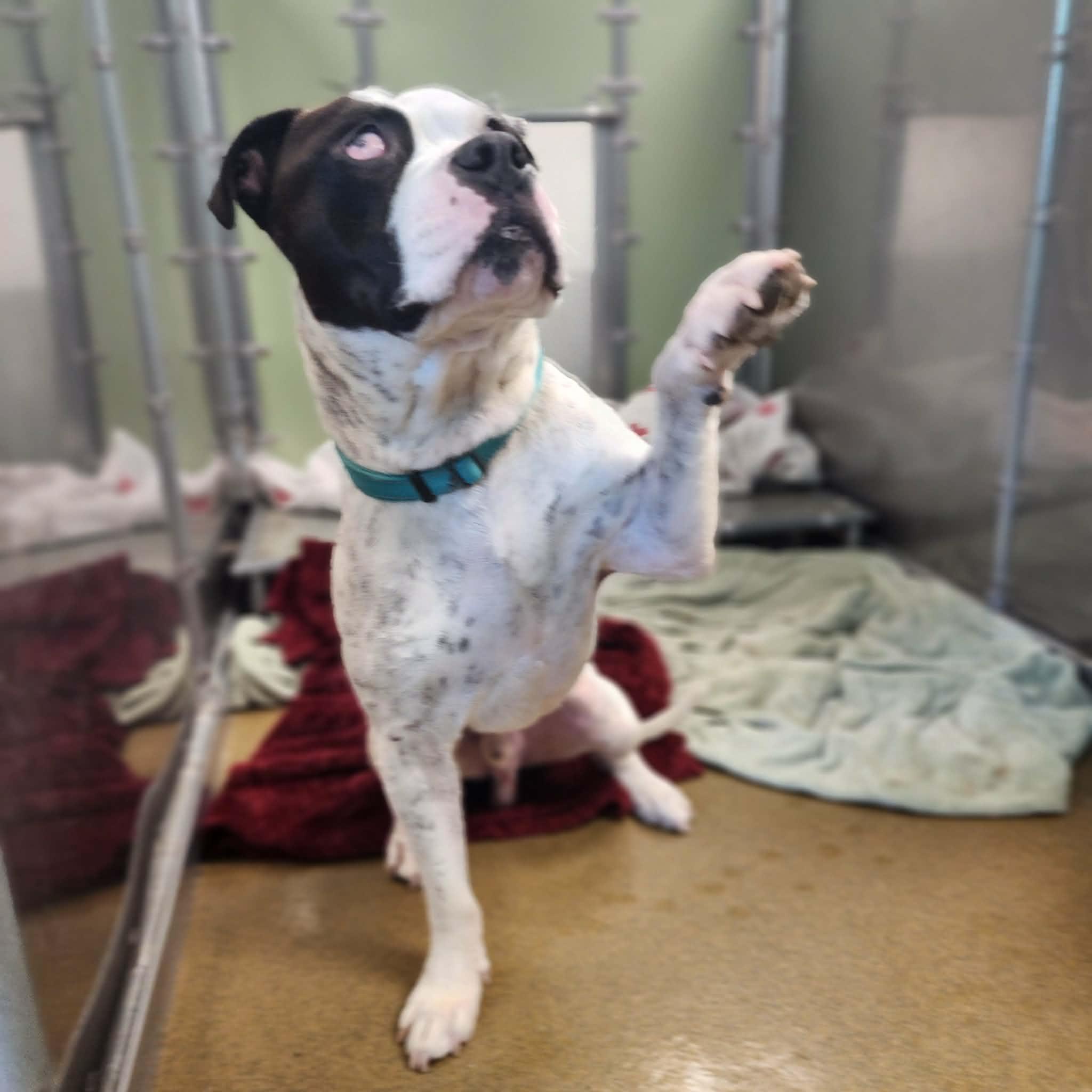 RAY, a ADOPTABLE Pit Bull Terrier in Manassas, VA image 5/5