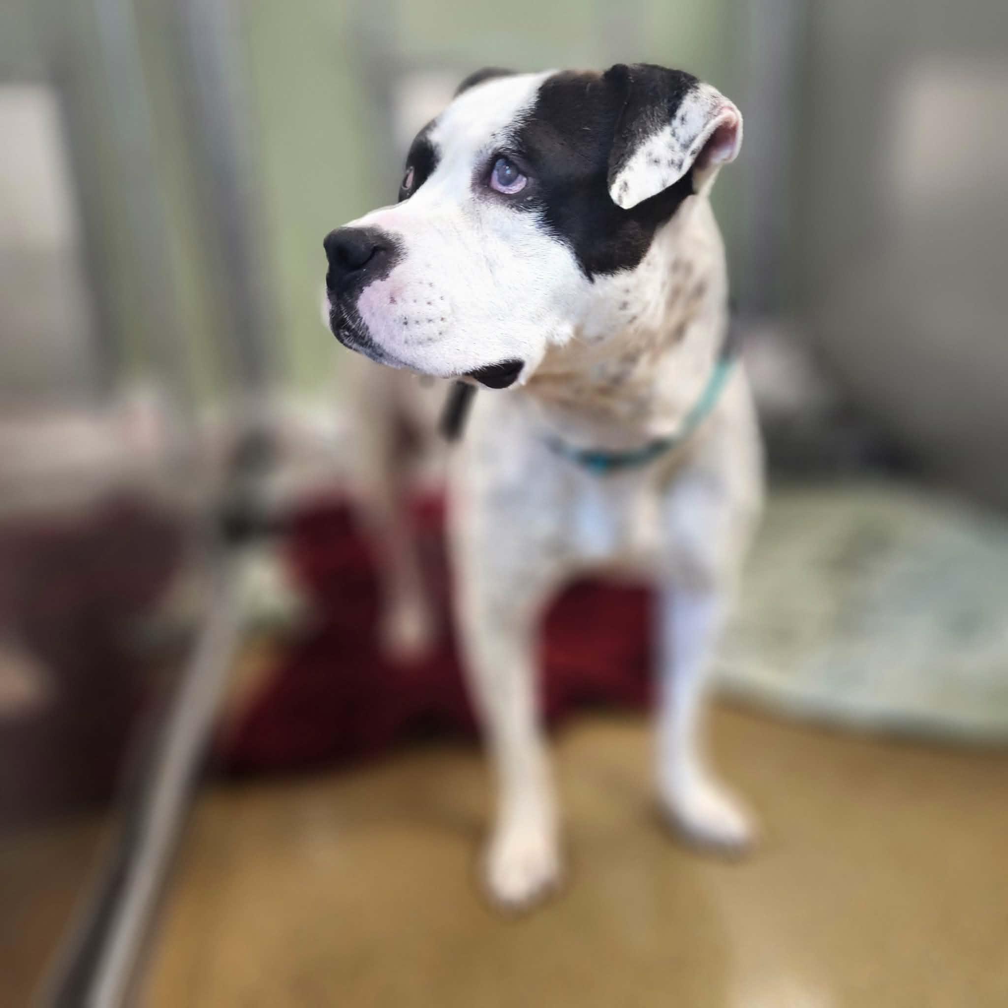 RAY, a ADOPTABLE Pit Bull Terrier in Manassas, VA image 2/5