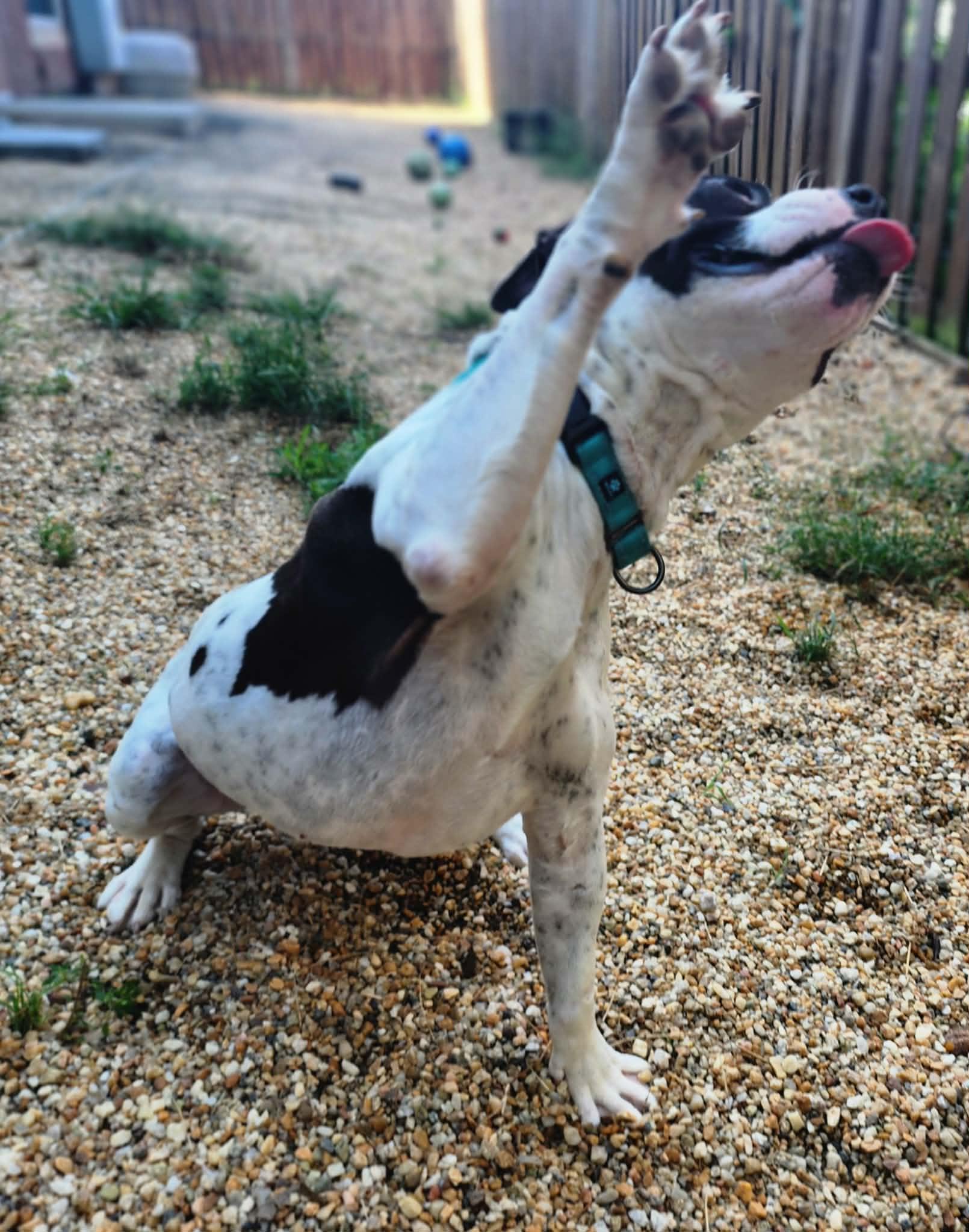 RAY, ADOPTABLE, Senior Male Pit Bull Terrier.