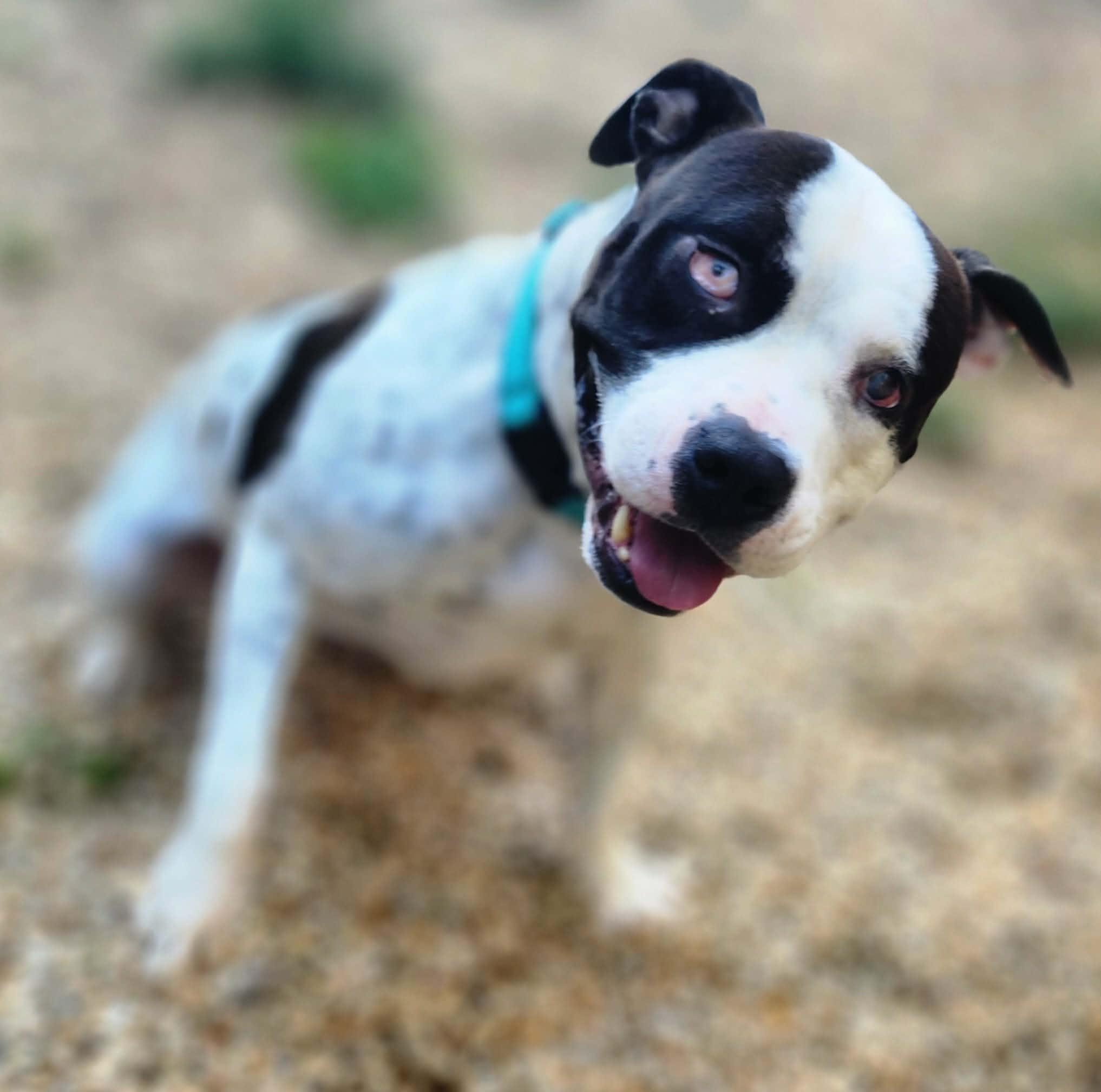 RAY, a ADOPTABLE Pit Bull Terrier in Manassas, VA image 3/5