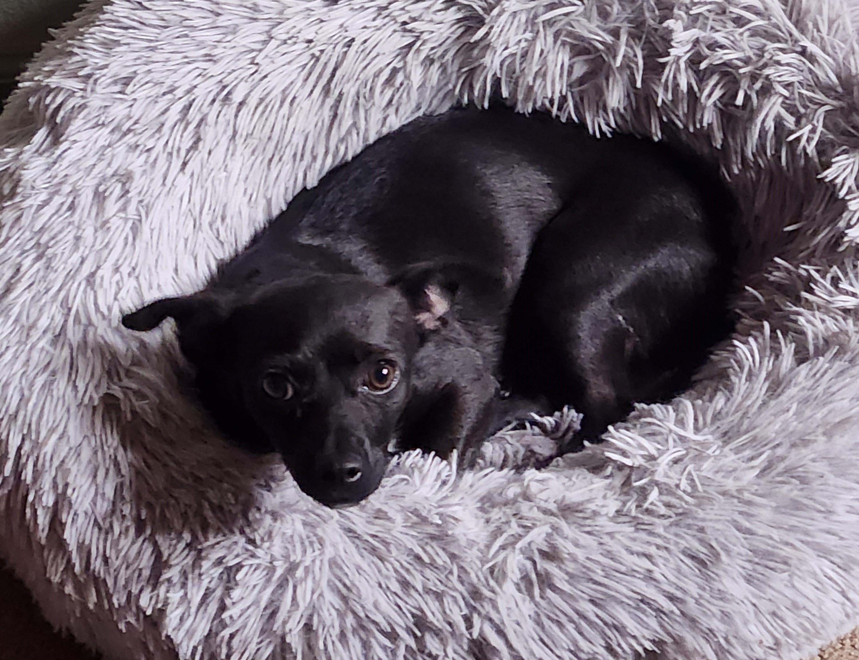 Nova, an adoptable Chiweenie in Yarnell, AZ, 85362 | Photo Image 2