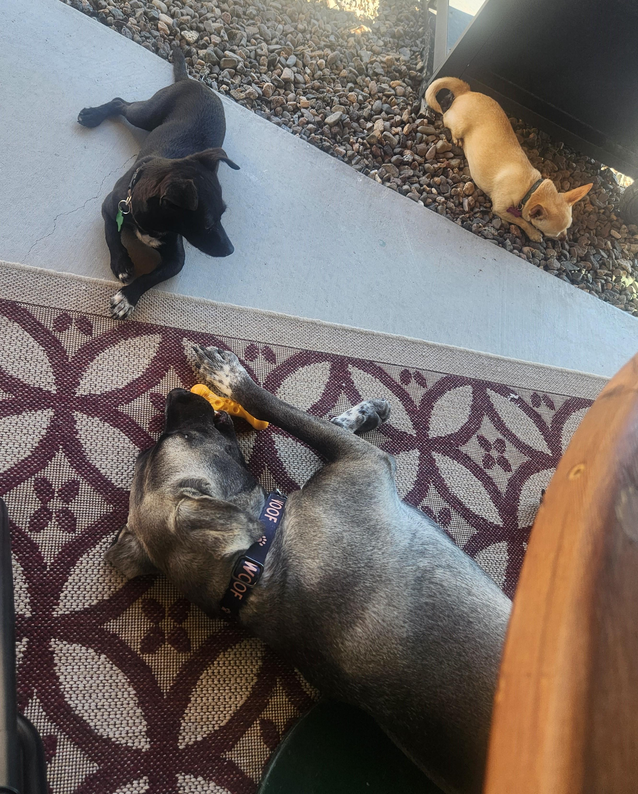 Nova, an adoptable Chiweenie in Yarnell, AZ, 85362 | Photo Image 3