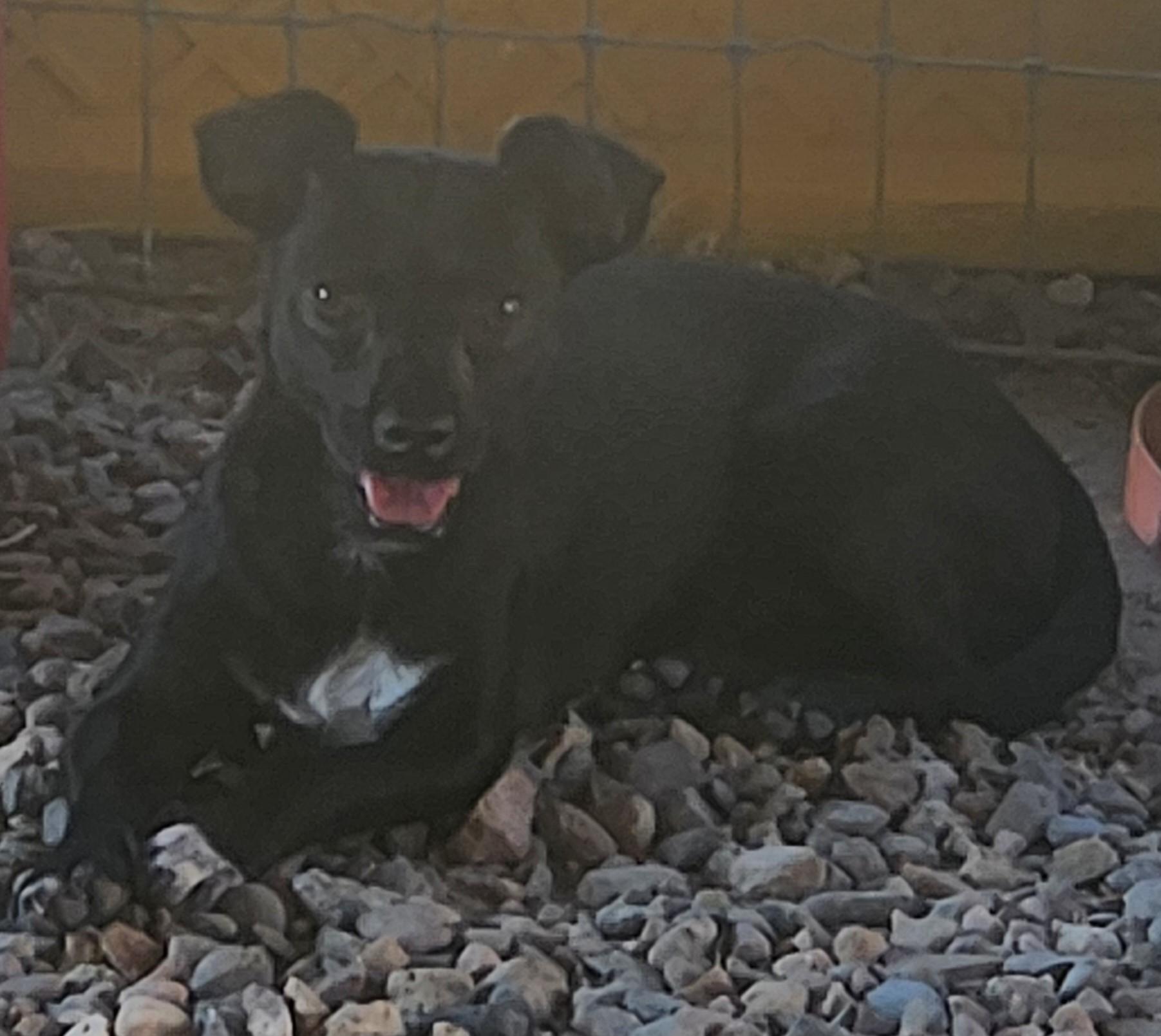 Nova, an adoptable Chiweenie in Yarnell, AZ, 85362 | Photo Image 4