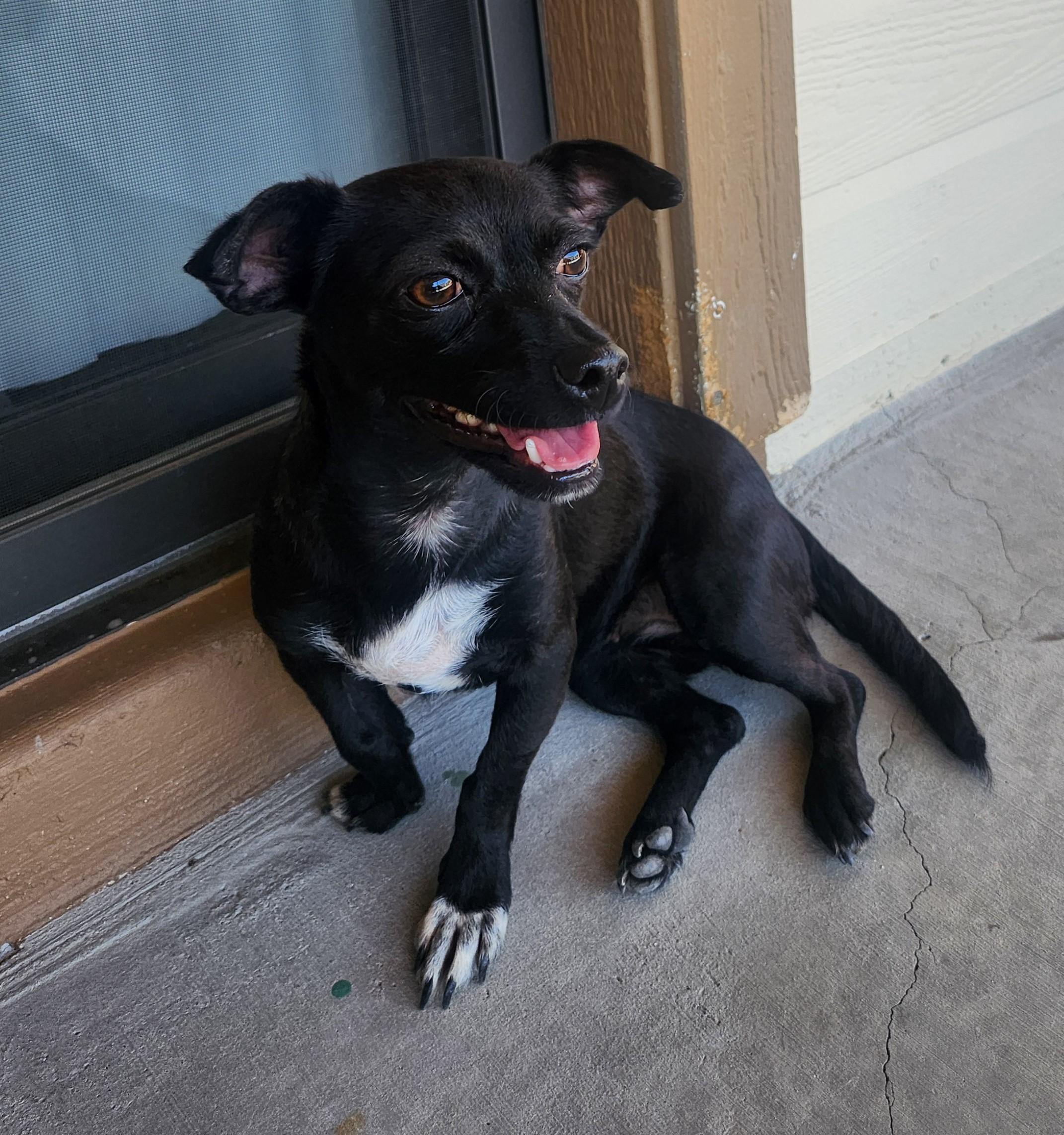 Nova, an adoptable Chiweenie in Yarnell, AZ, 85362 | Photo Image 1