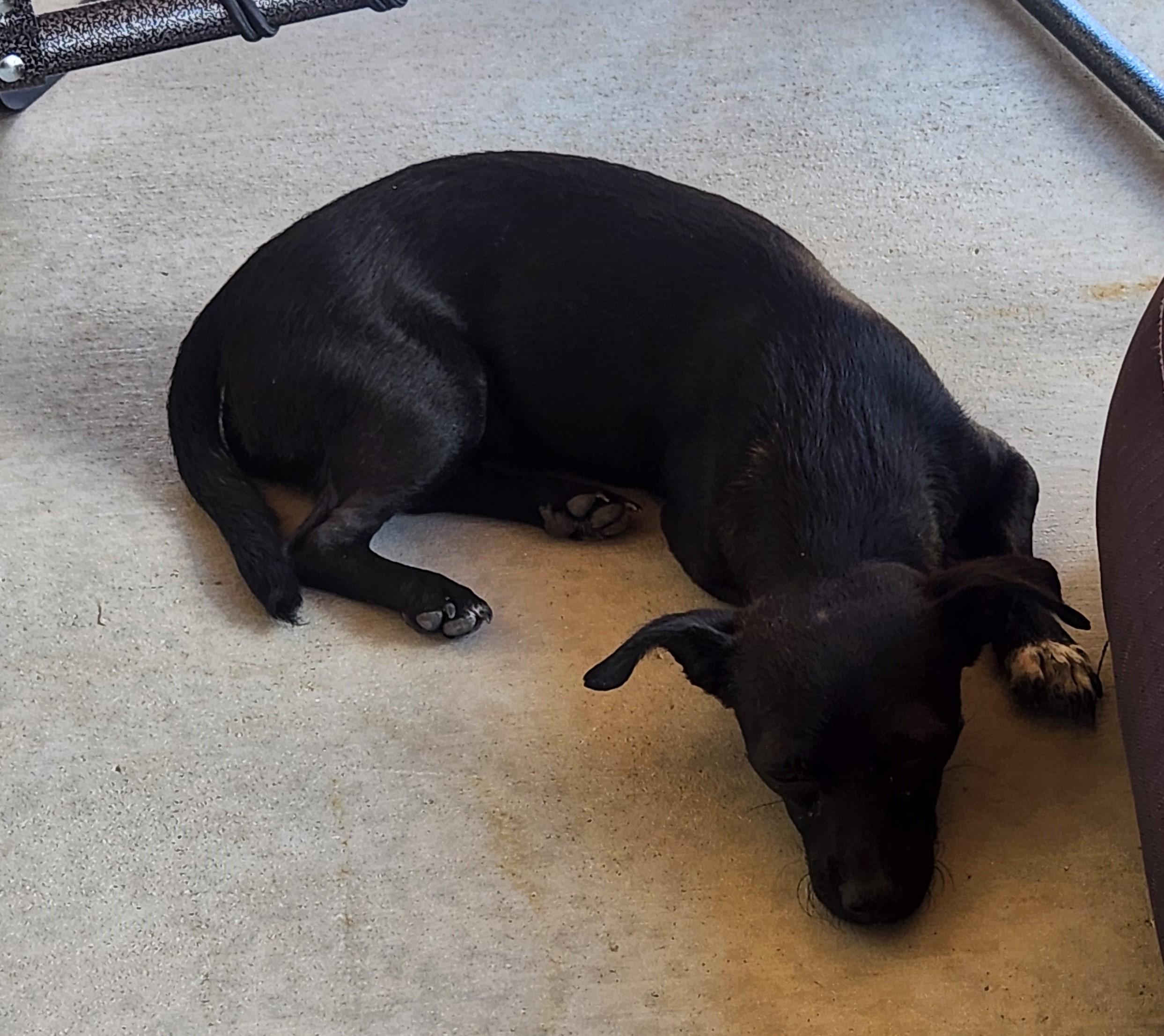 Nova, an adoptable Chiweenie in Yarnell, AZ, 85362 | Photo Image 5