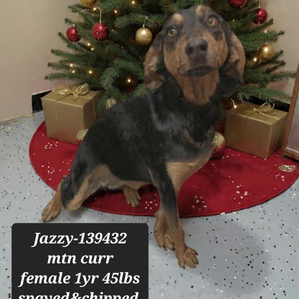 Jazzy, Adoptable, Young Female Mountain Cur.