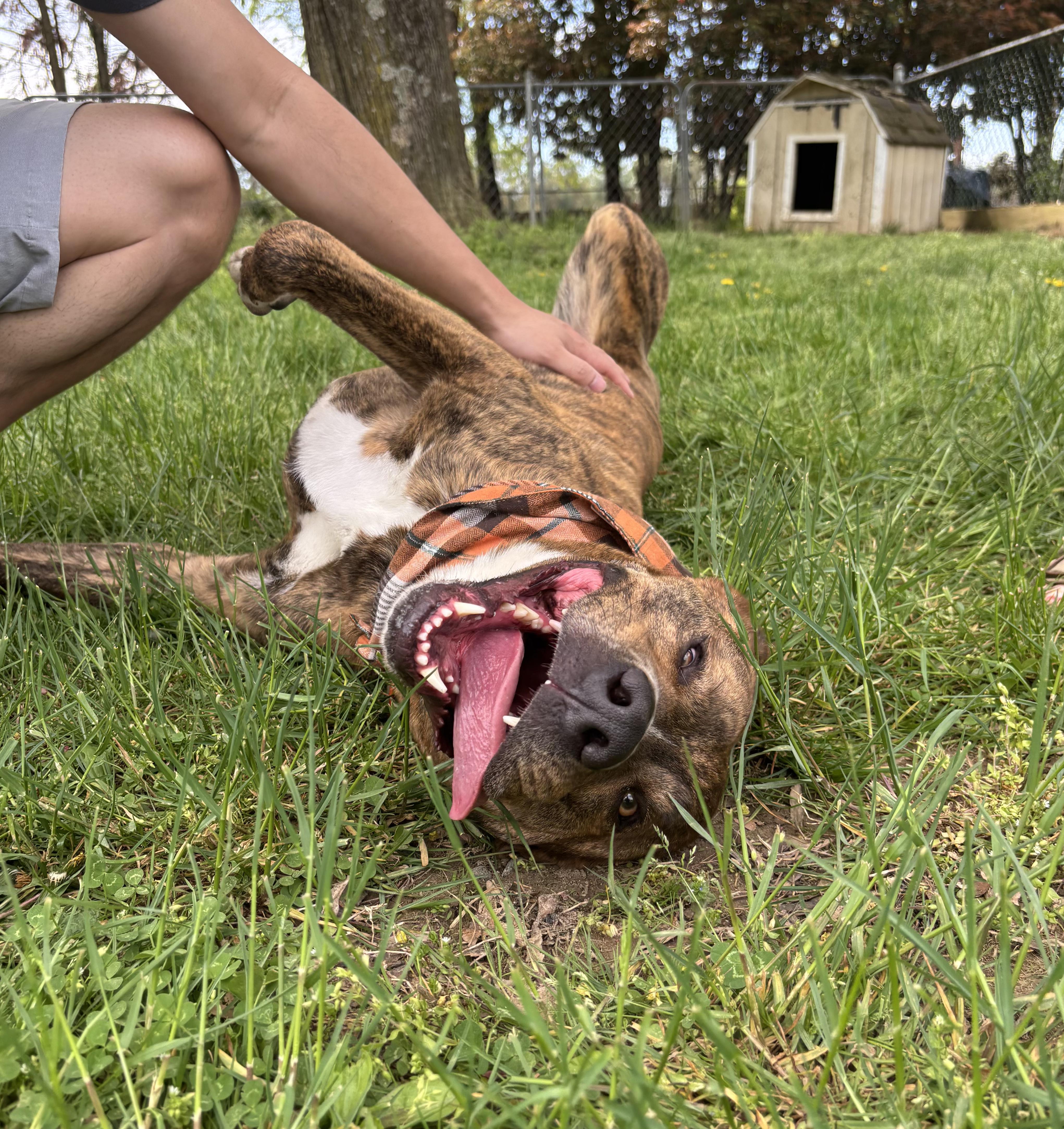 Enlarge Kevin, a Adoptable mixed breed in Fredericksburg, VA image 3/6