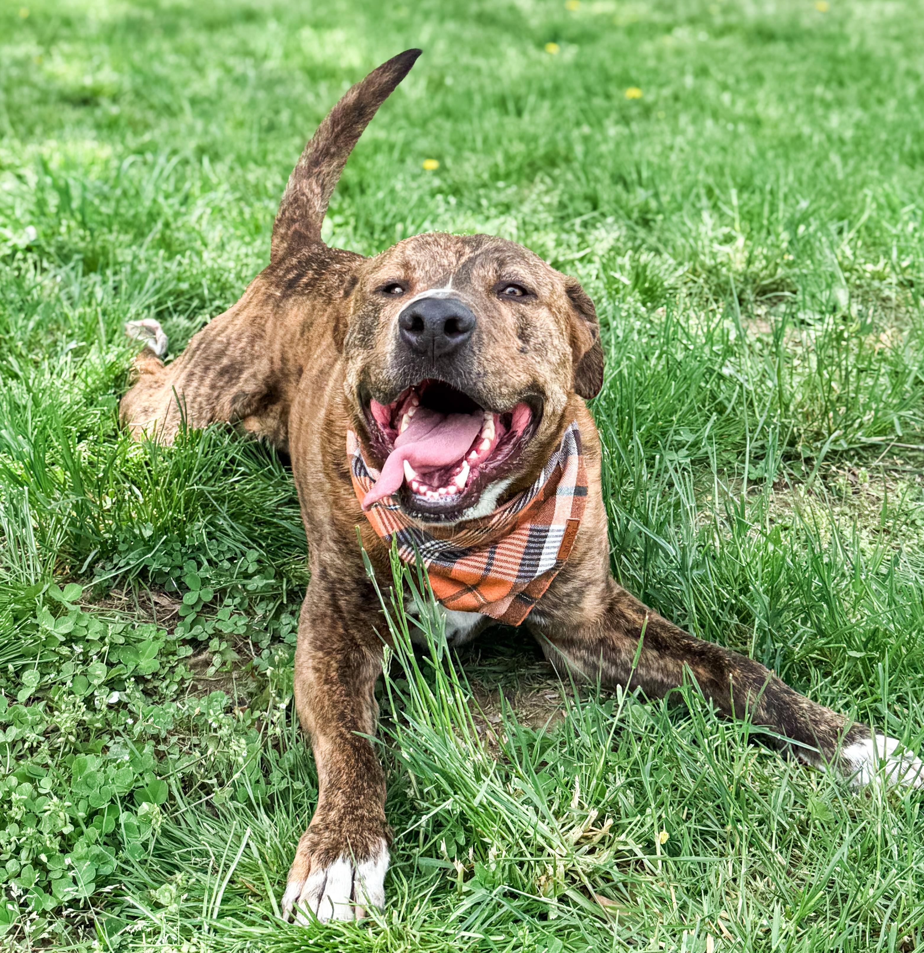 Enlarge Kevin, a Adoptable mixed breed in Fredericksburg, VA image 5/6