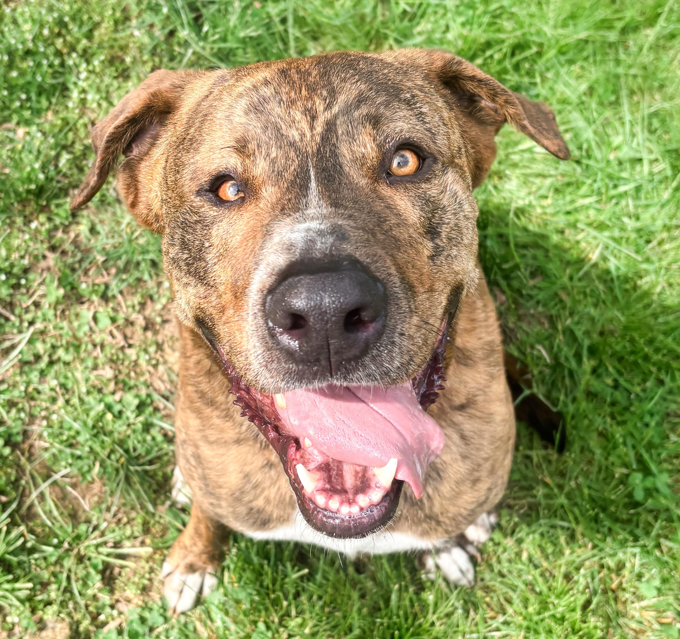 Enlarge Kevin, a Adoptable mixed breed in Fredericksburg, VA image 1/6