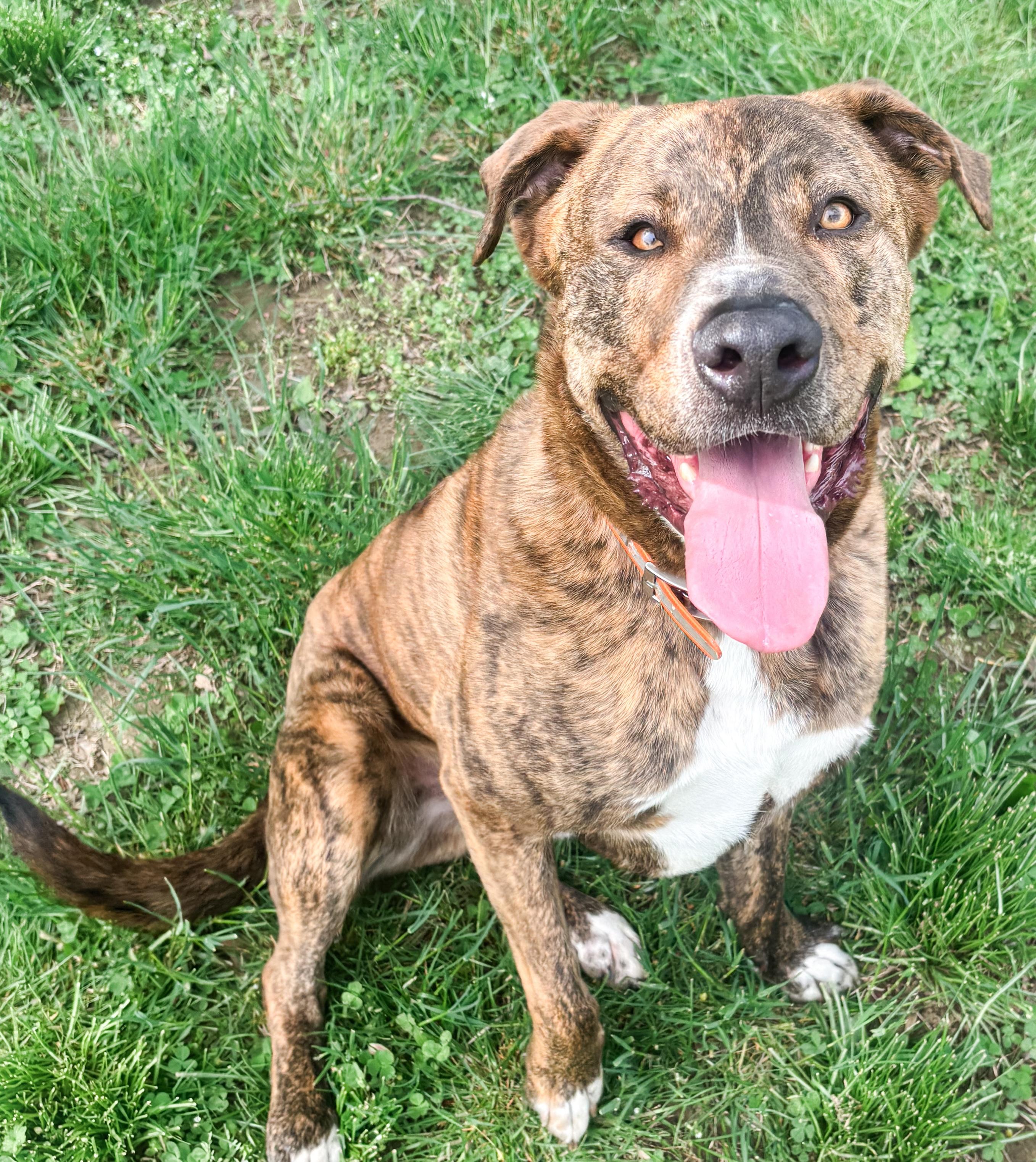 Enlarge Kevin, a Adoptable mixed breed in Fredericksburg, VA image 2/6