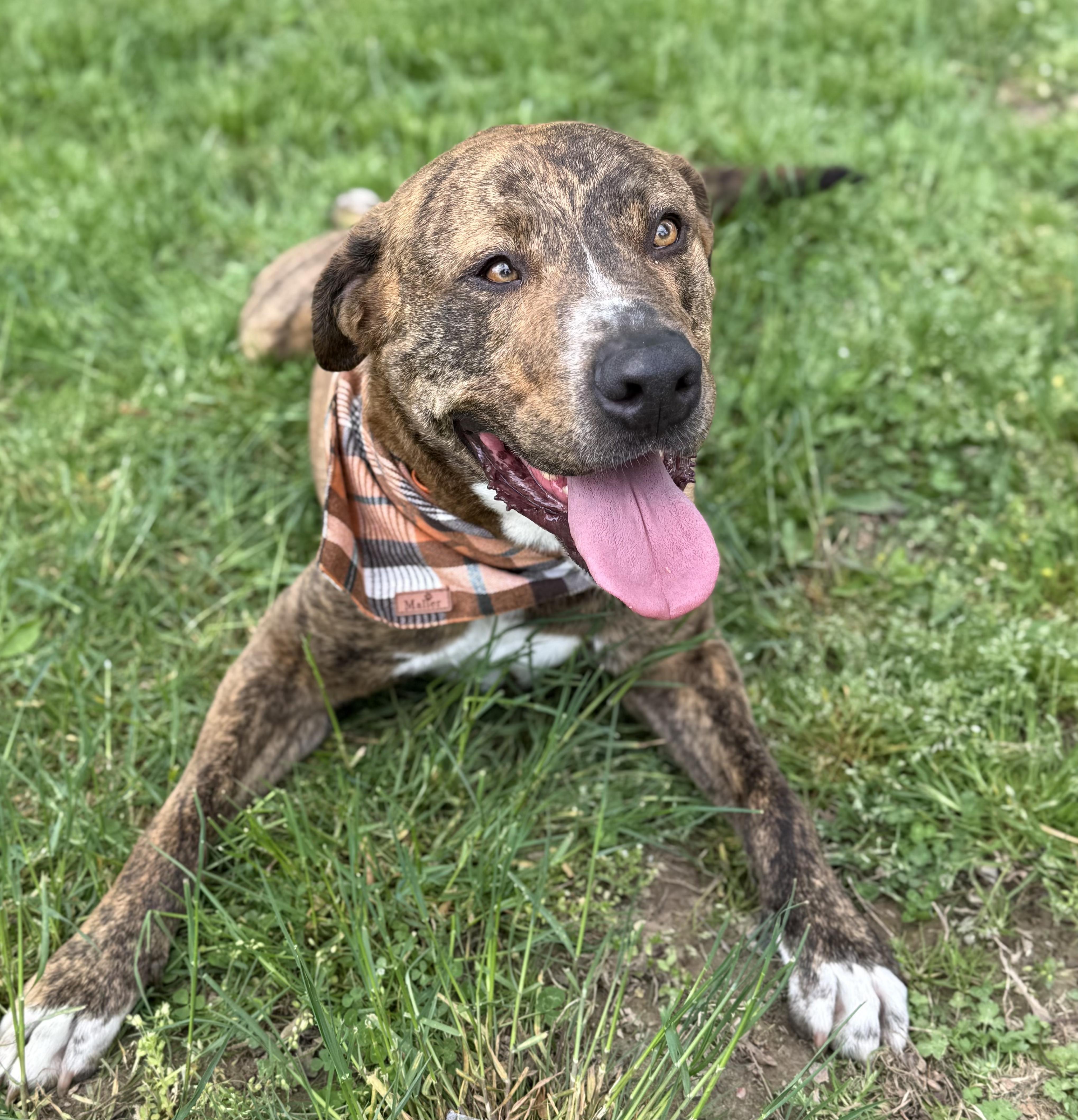 Enlarge Kevin, a Adoptable mixed breed in Fredericksburg, VA image 6/6