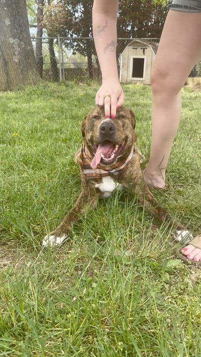 Enlarge Kevin, a Adoptable mixed breed in Fredericksburg, VA video 4/6